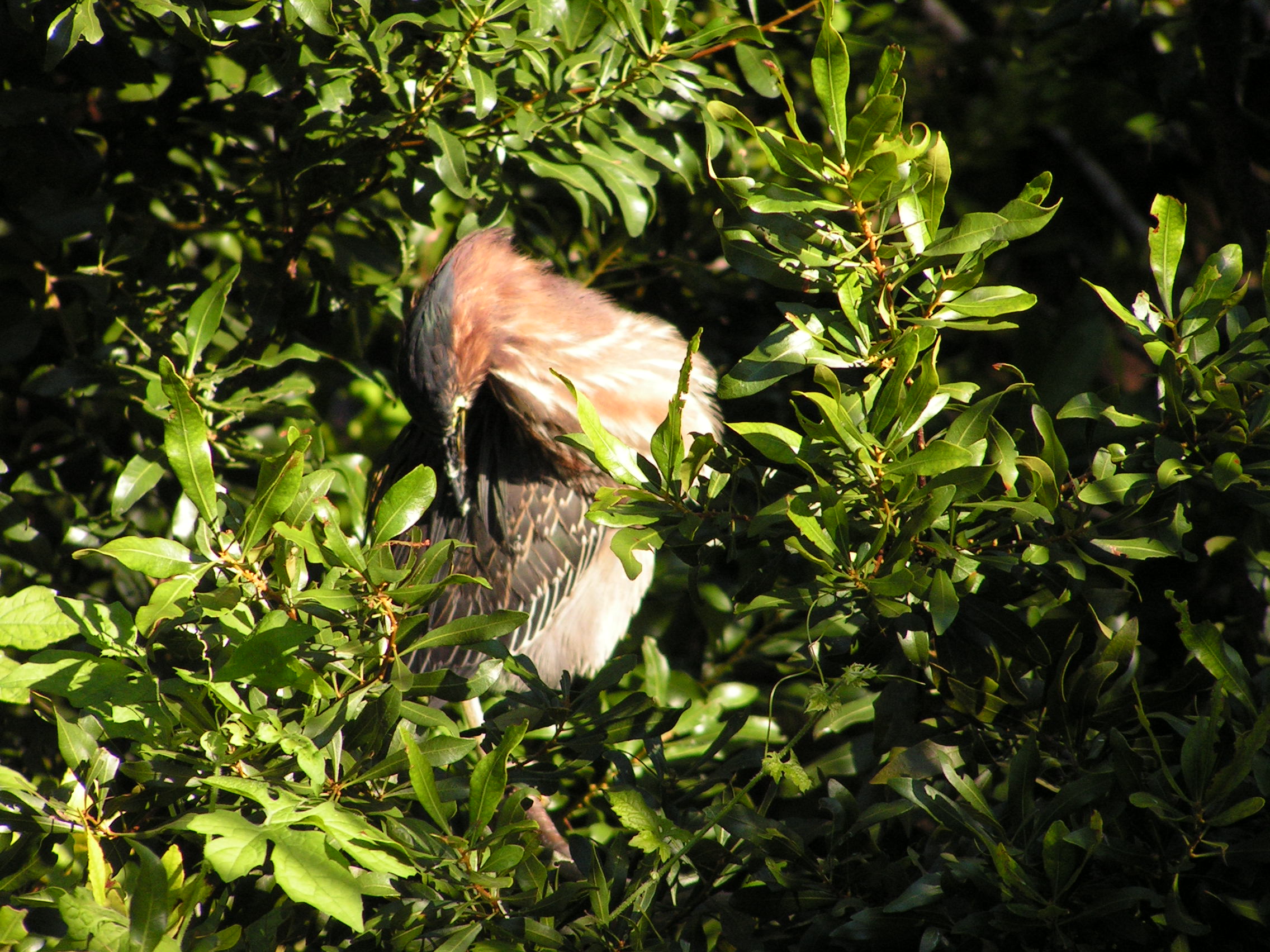 ./2006/Christmas/Parrot Jungle/PICT0318.JPG